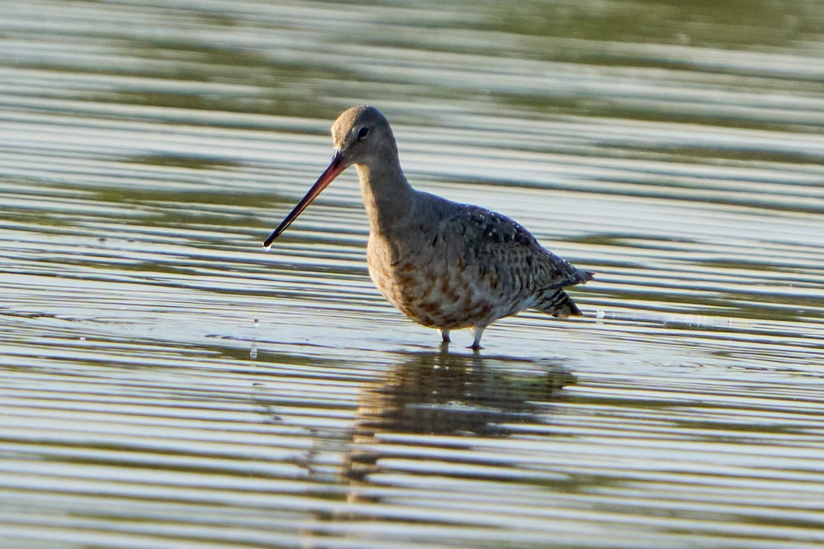 Hudsonian Godwit - ML645692555