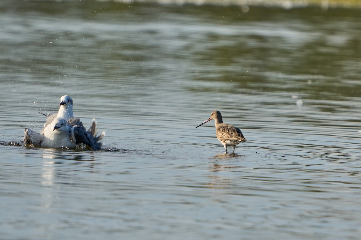 Hudsonian Godwit - ML645692556