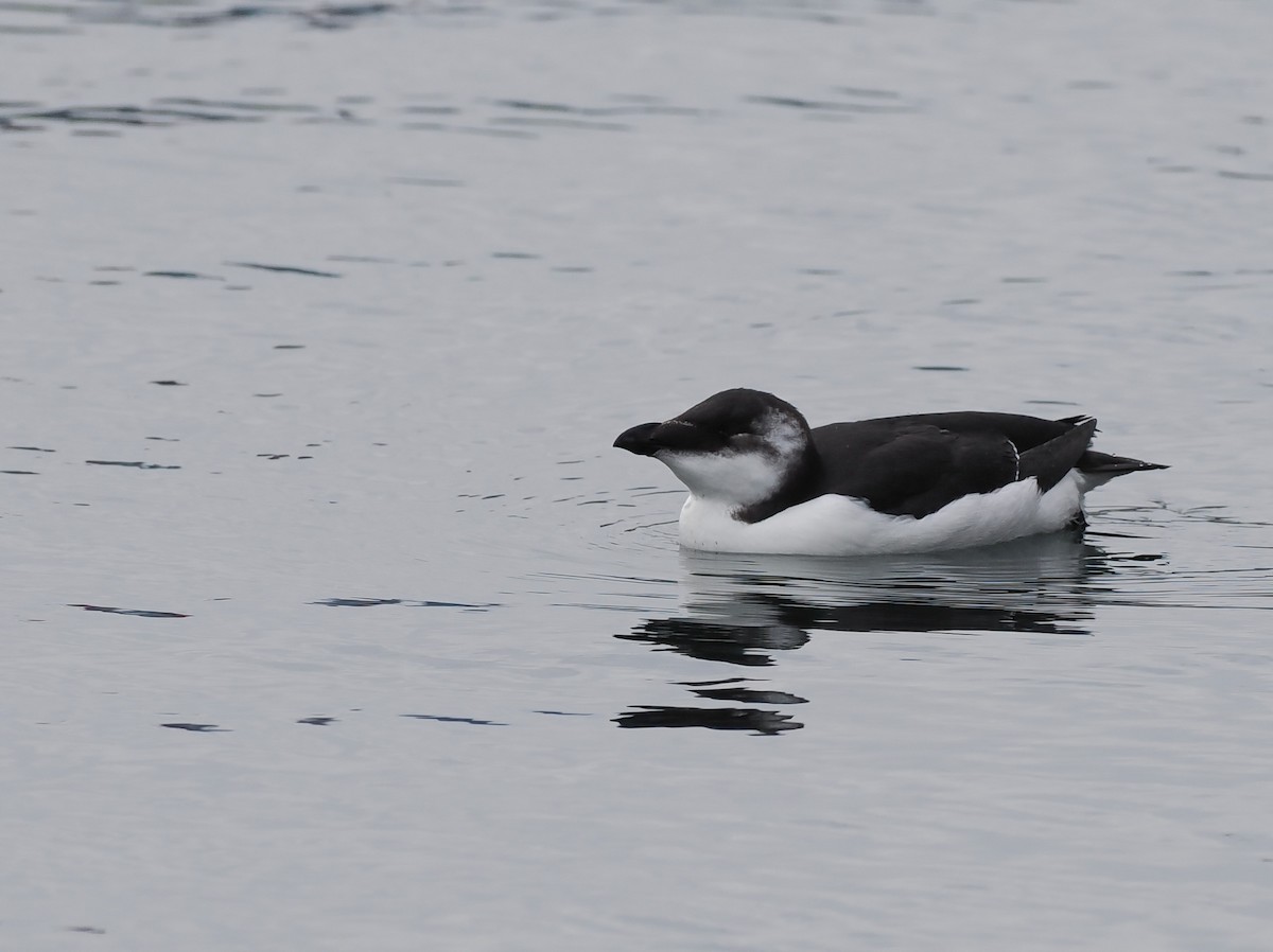 Razorbill - ML645692557