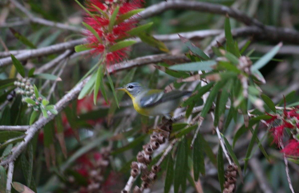 פרולה צפונית - ML645692561