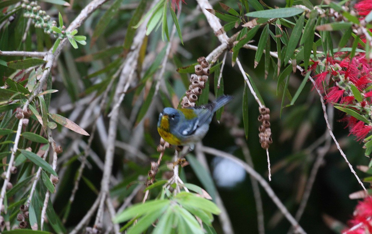 פרולה צפונית - ML645692562