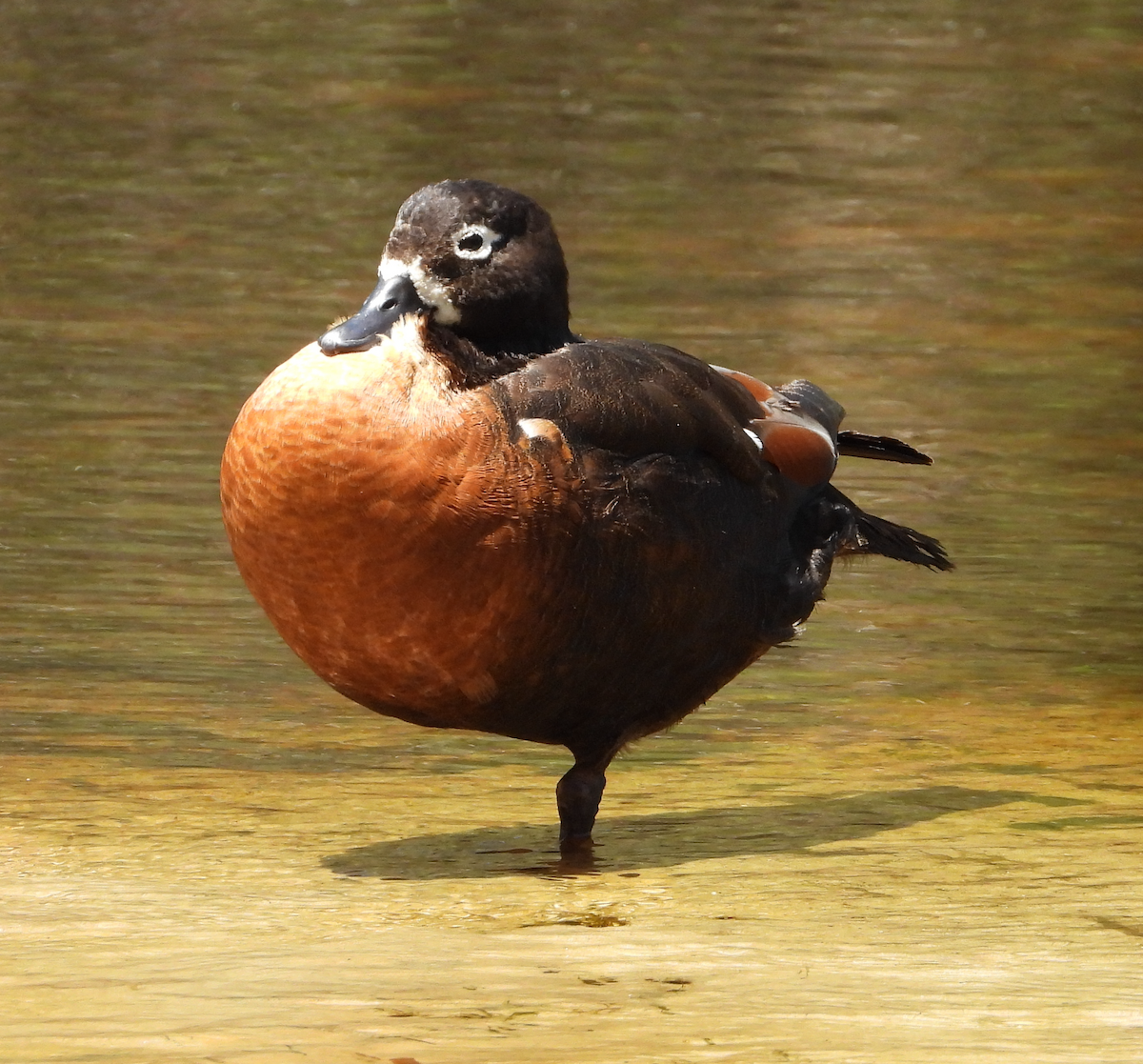 Australian Shelduck - ML645692577