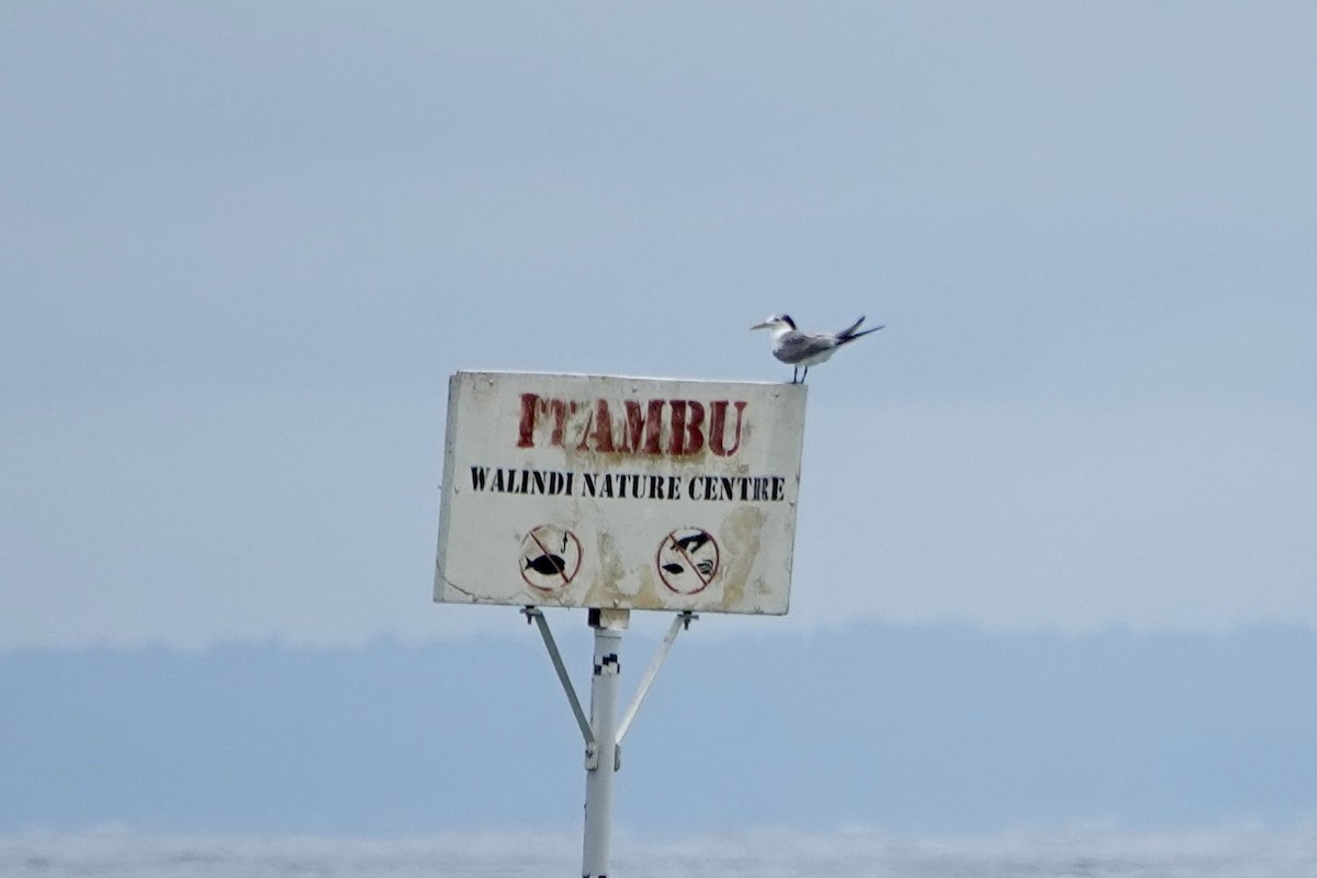 Sterne huppée - ML645692579