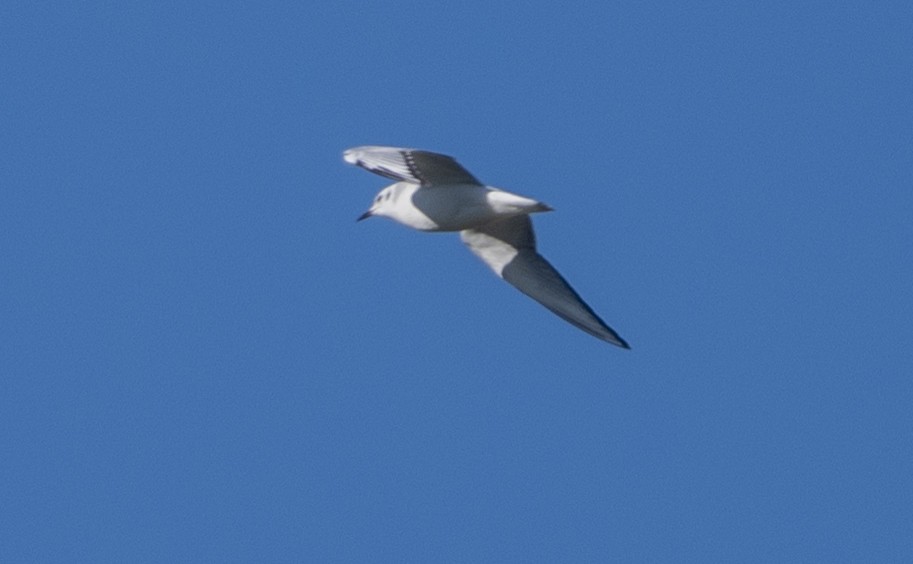 racek Bonapartův - ML645692582