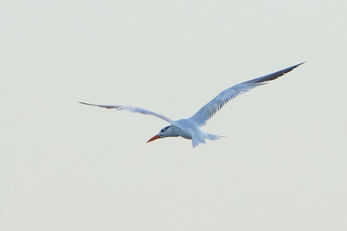 Royal Tern - ML645692602