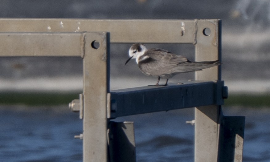 rybák černý - ML645692608