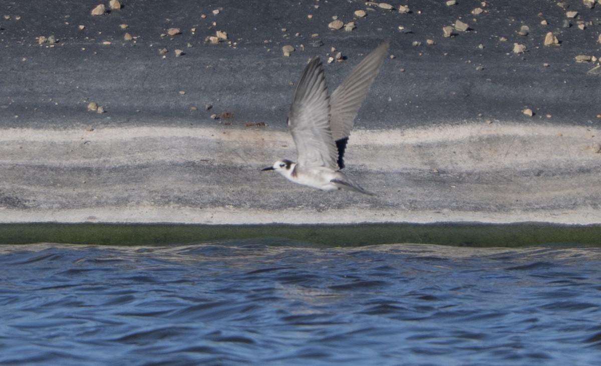 rybák černý - ML645692609