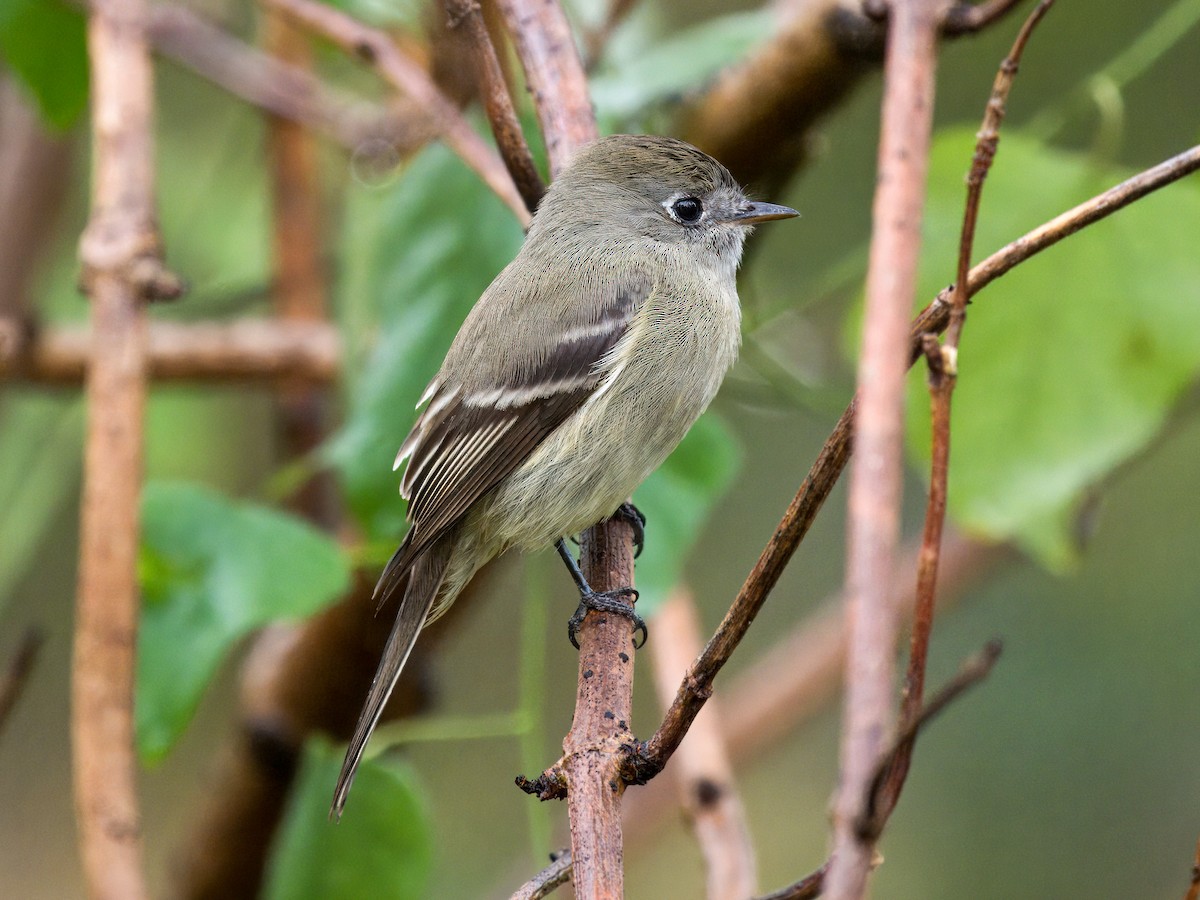 Hammond's Flycatcher - ML645692620