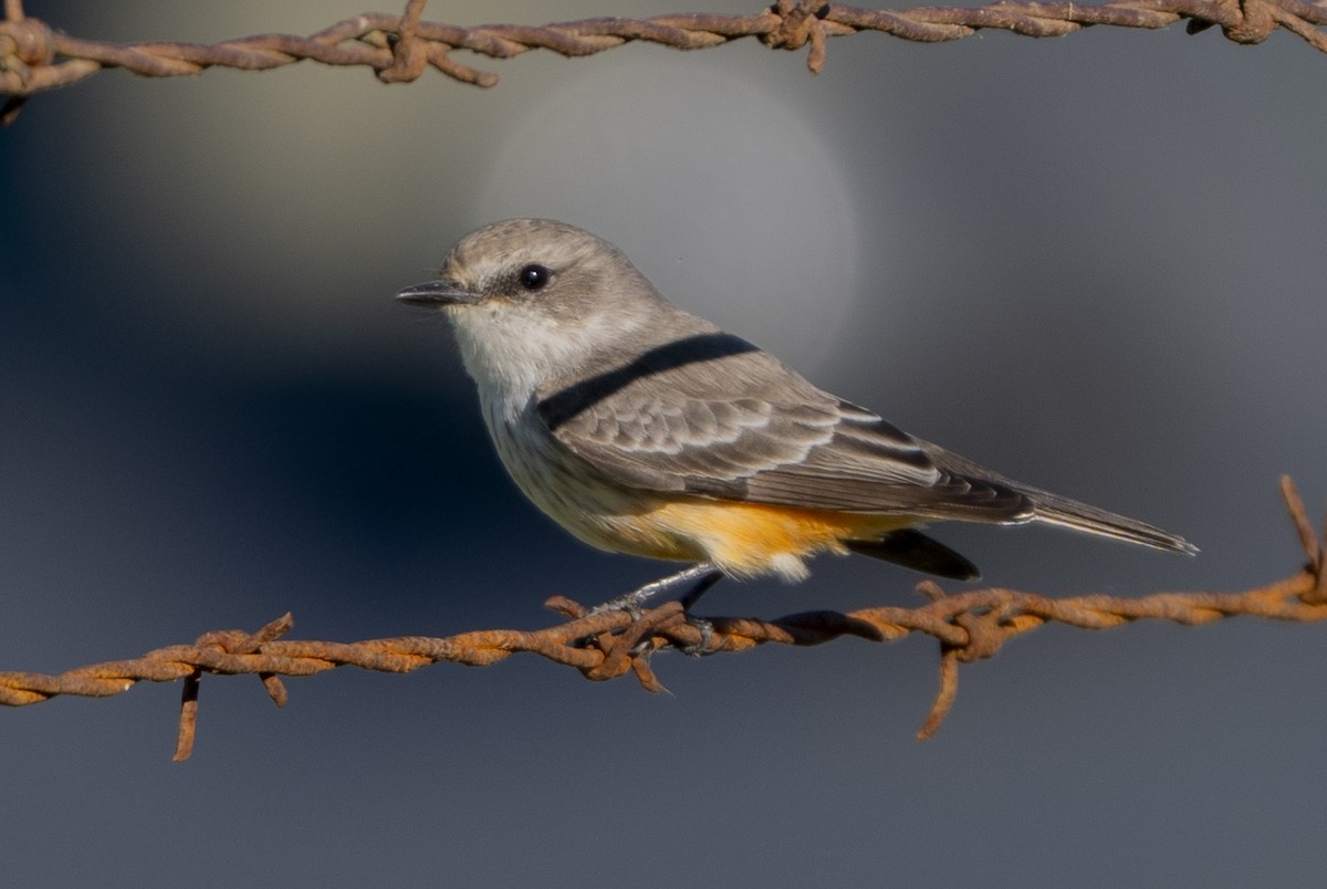 Vermilion Flycatcher - ML645692623