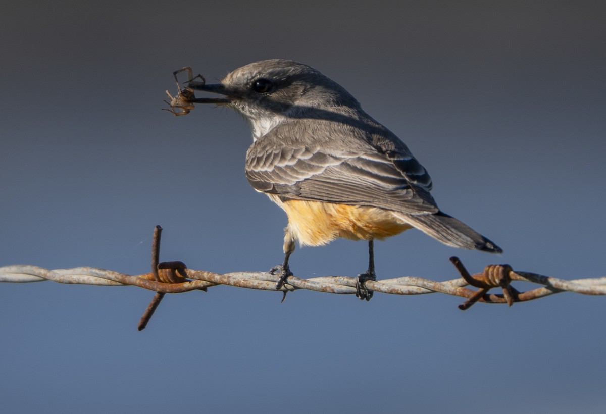 Vermilion Flycatcher - ML645692624