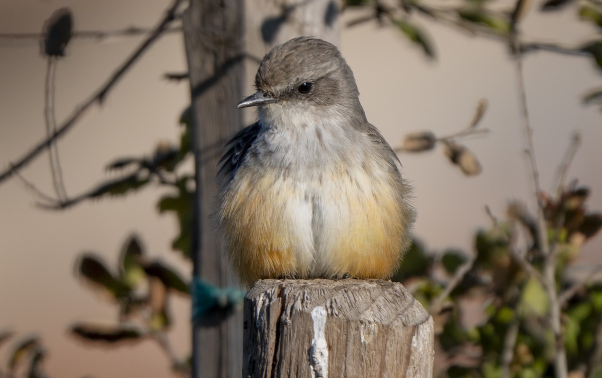 Vermilion Flycatcher - ML645692625