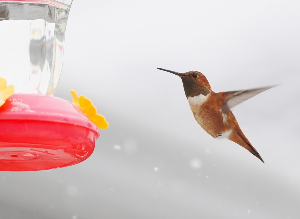 Rufous Hummingbird - ML645692639