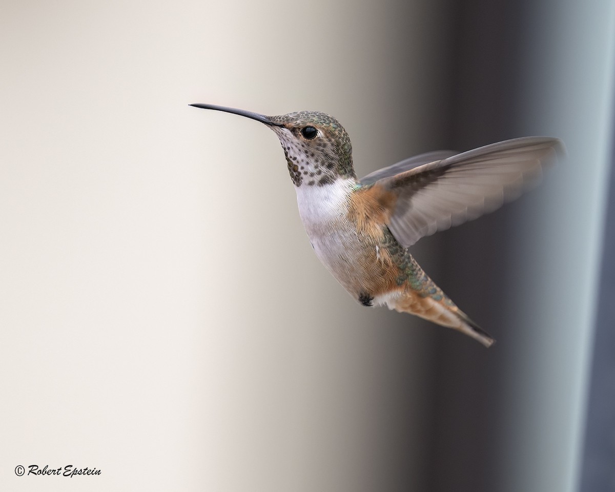 Allen's Hummingbird - ML645692642