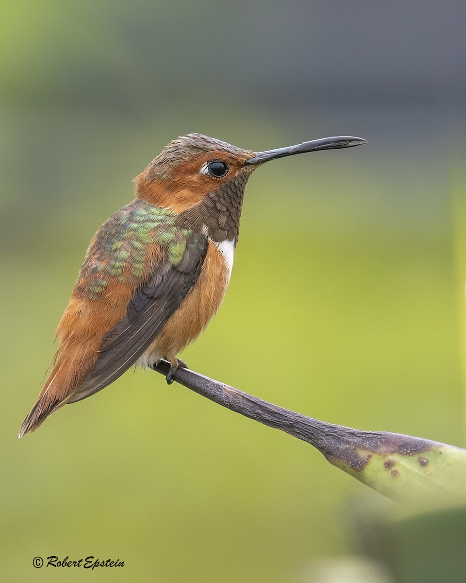 Allen's Hummingbird - ML645692643
