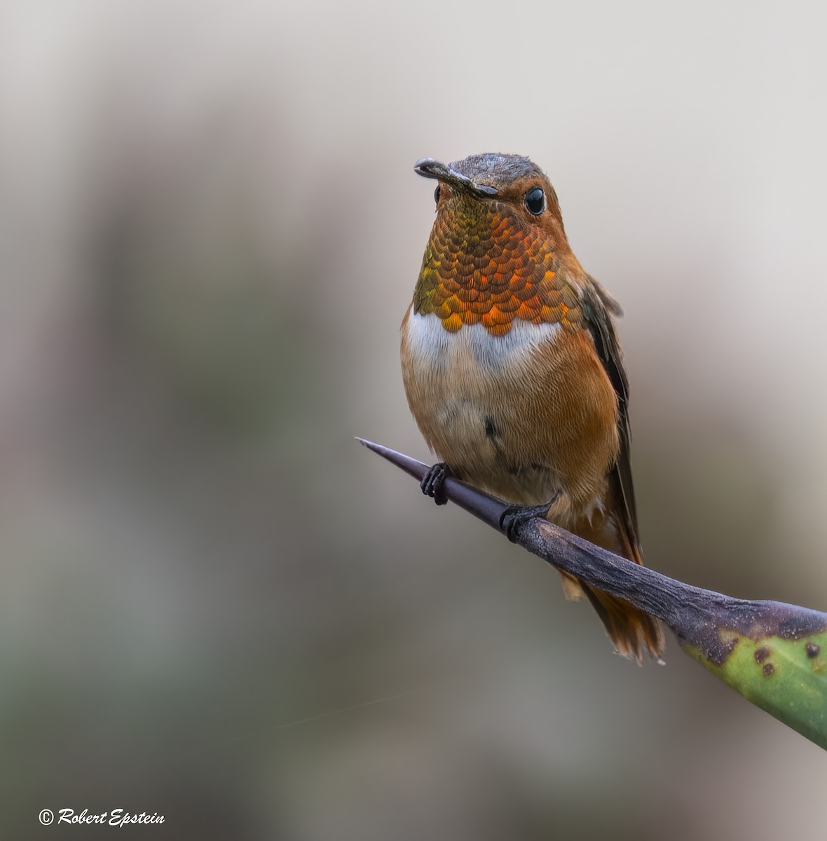 Allen's Hummingbird - ML645692645