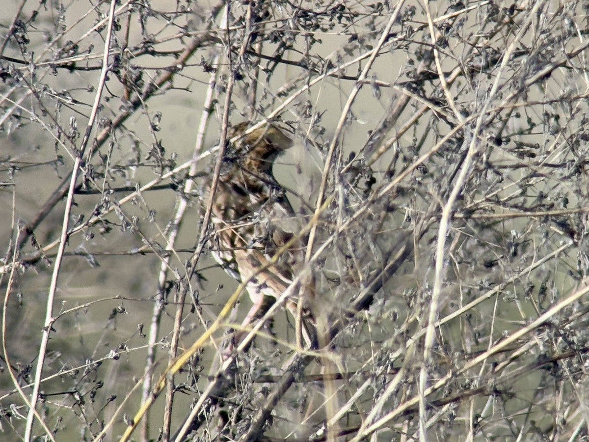 Savannah Sparrow - ML645692646