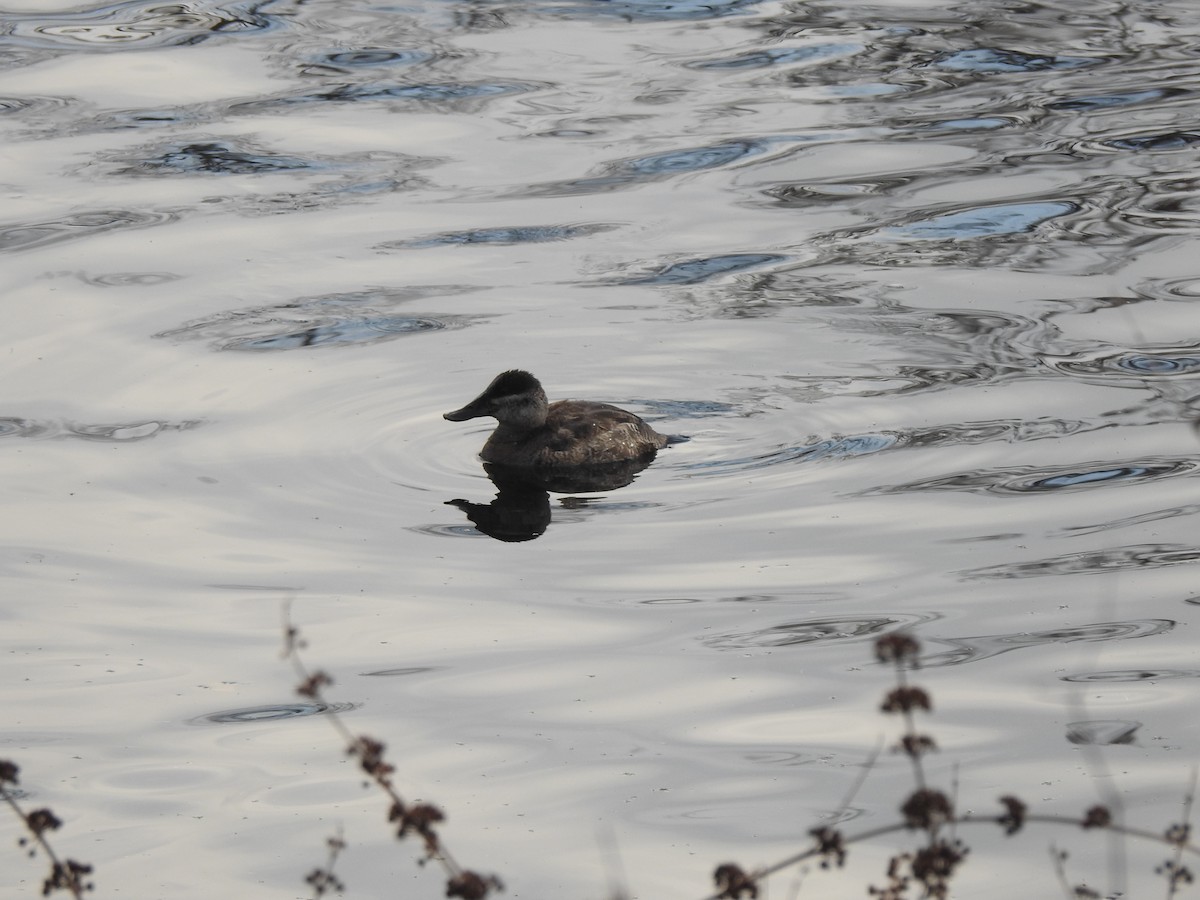 kobberand - ML645692650