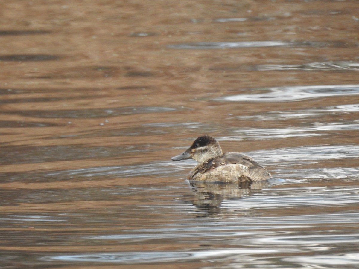 kobberand - ML645692661