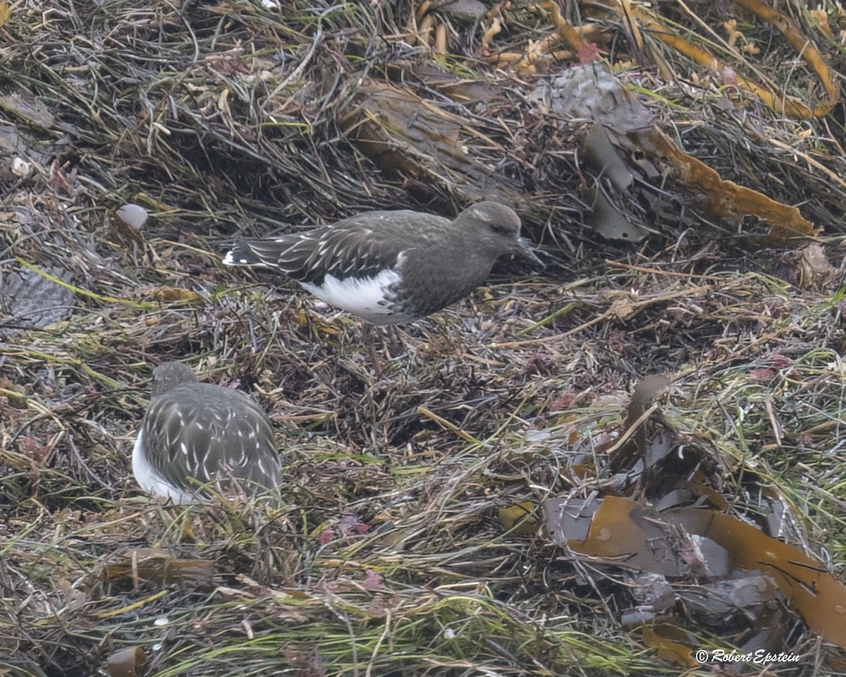 Black Turnstone - ML645692662