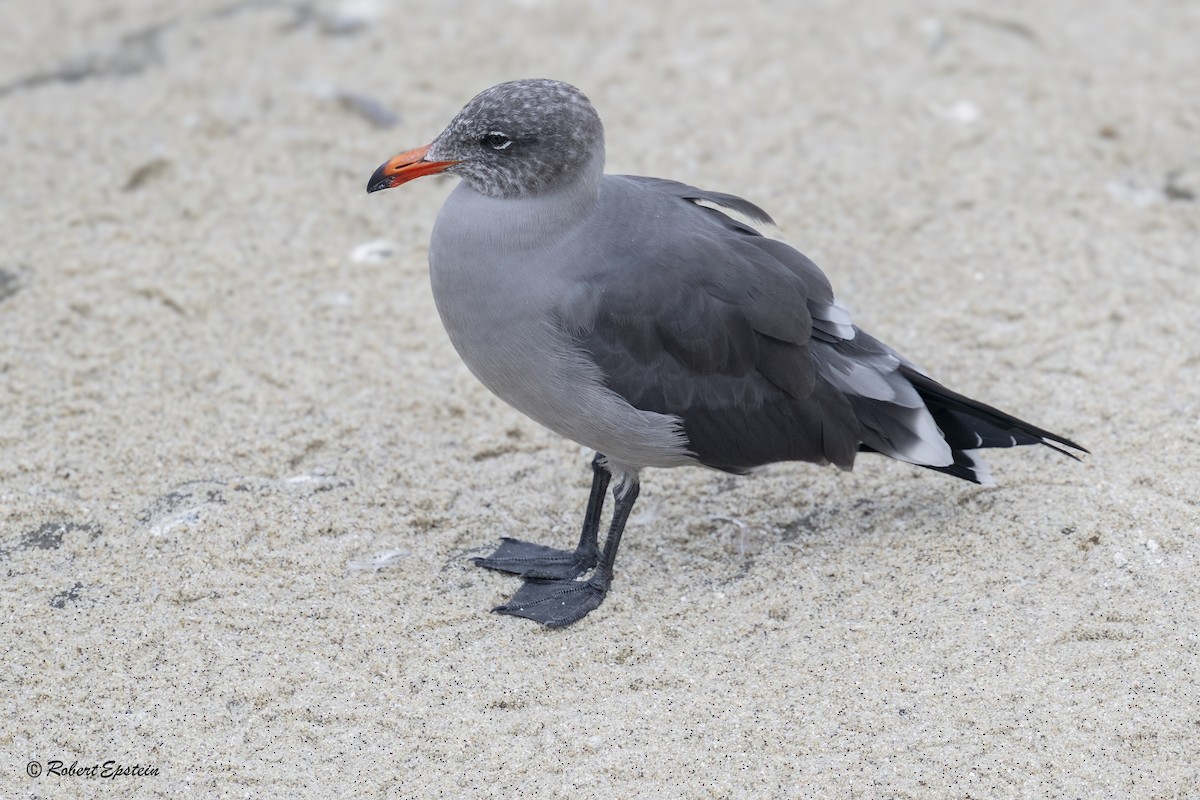 Heermann's Gull - ML645692665