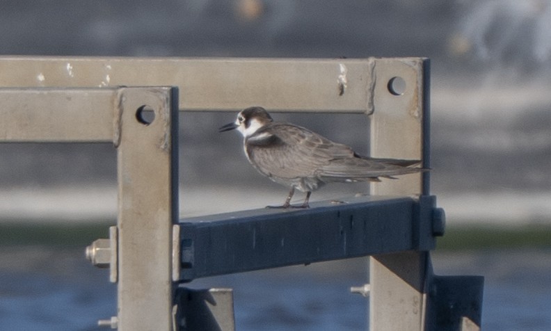 rybák černý - ML645692666