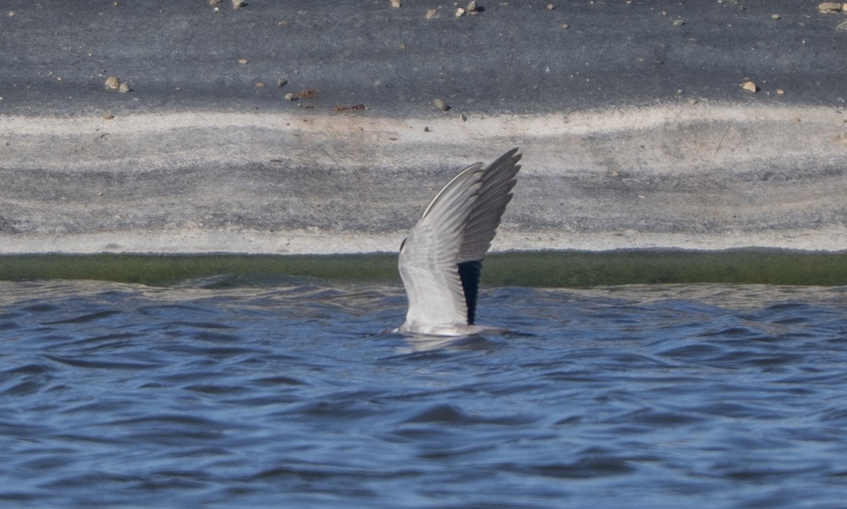 rybák černý - ML645692667