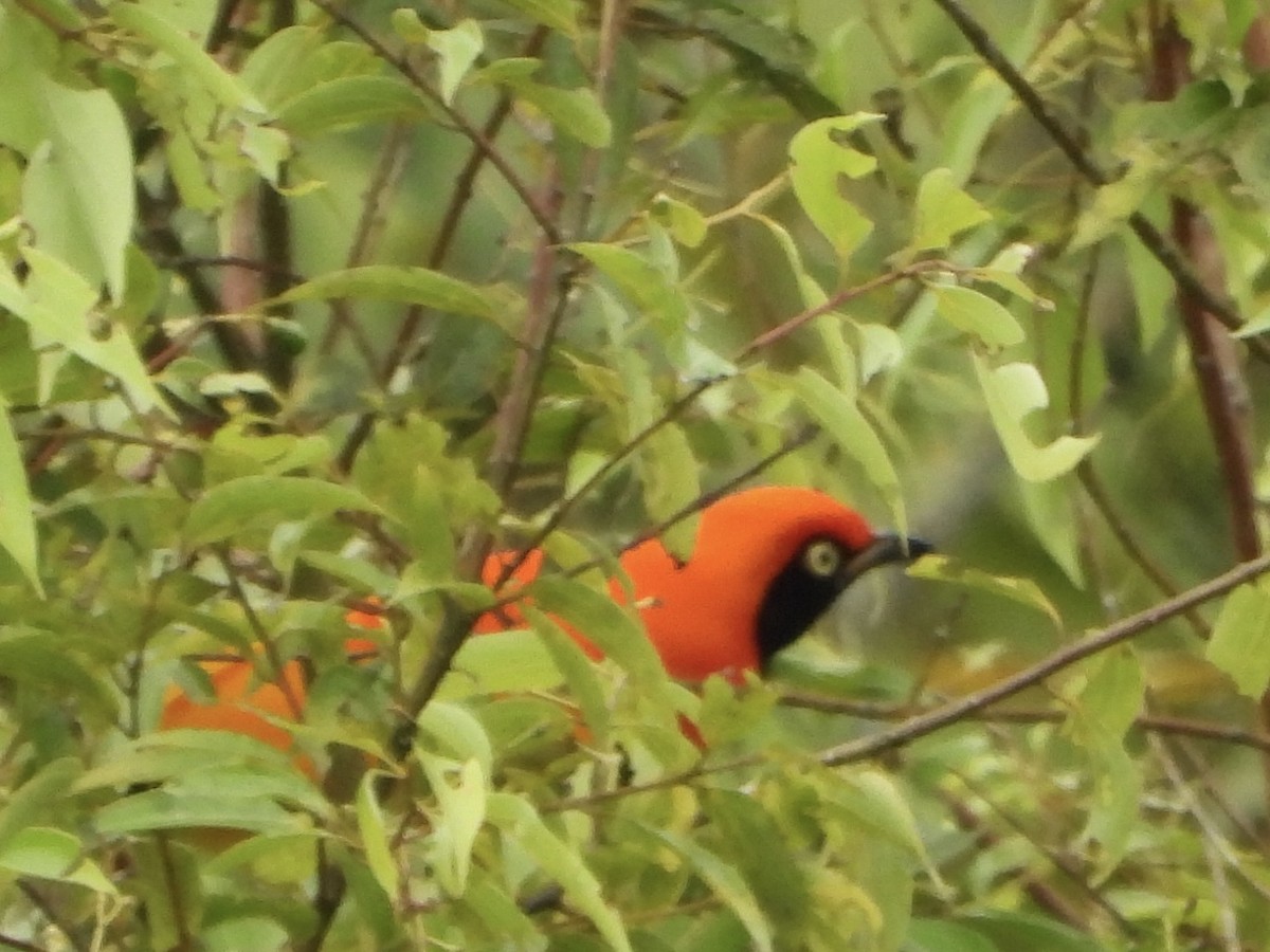 Masked Bowerbird - ML645692671