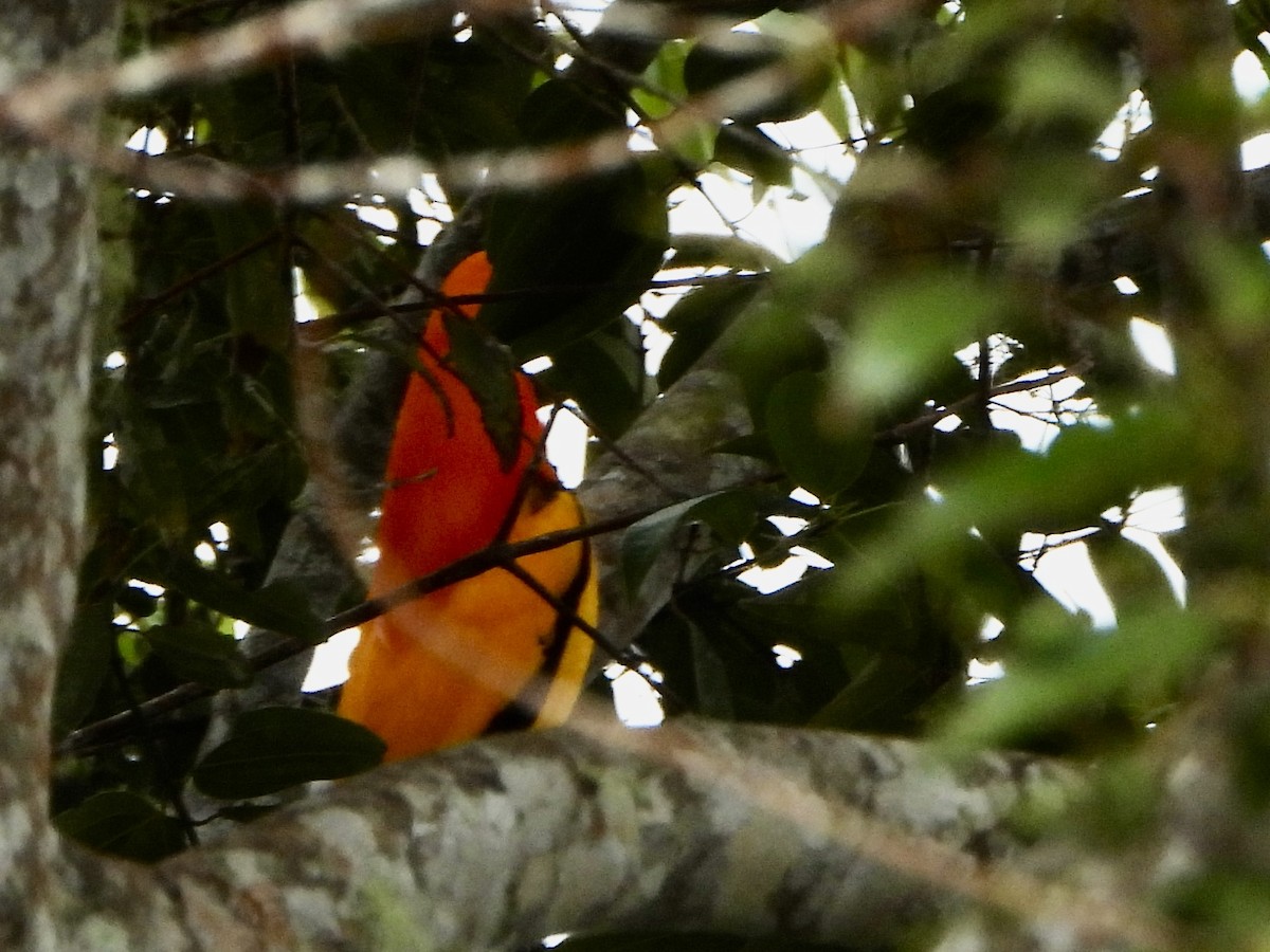 Masked Bowerbird - ML645692672