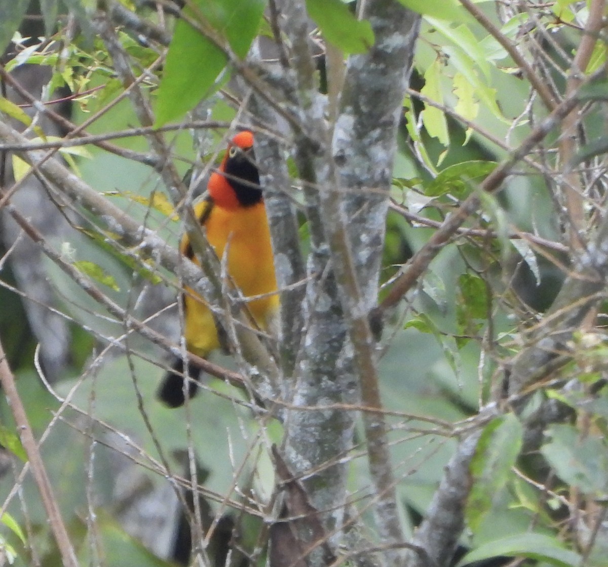 Masked Bowerbird - ML645692673