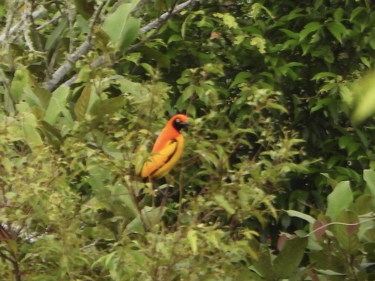 Masked Bowerbird - ML645692674