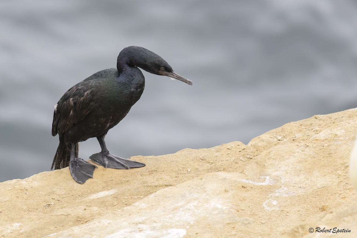 Pelagic Cormorant - ML645692675
