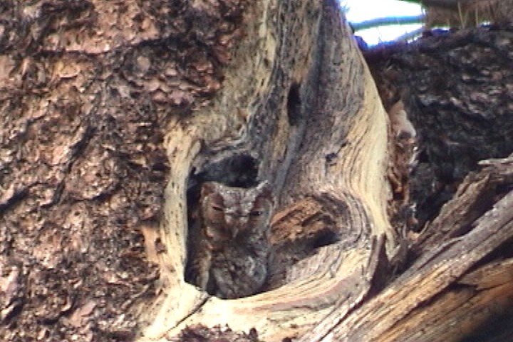 flammeugle - ML645692677