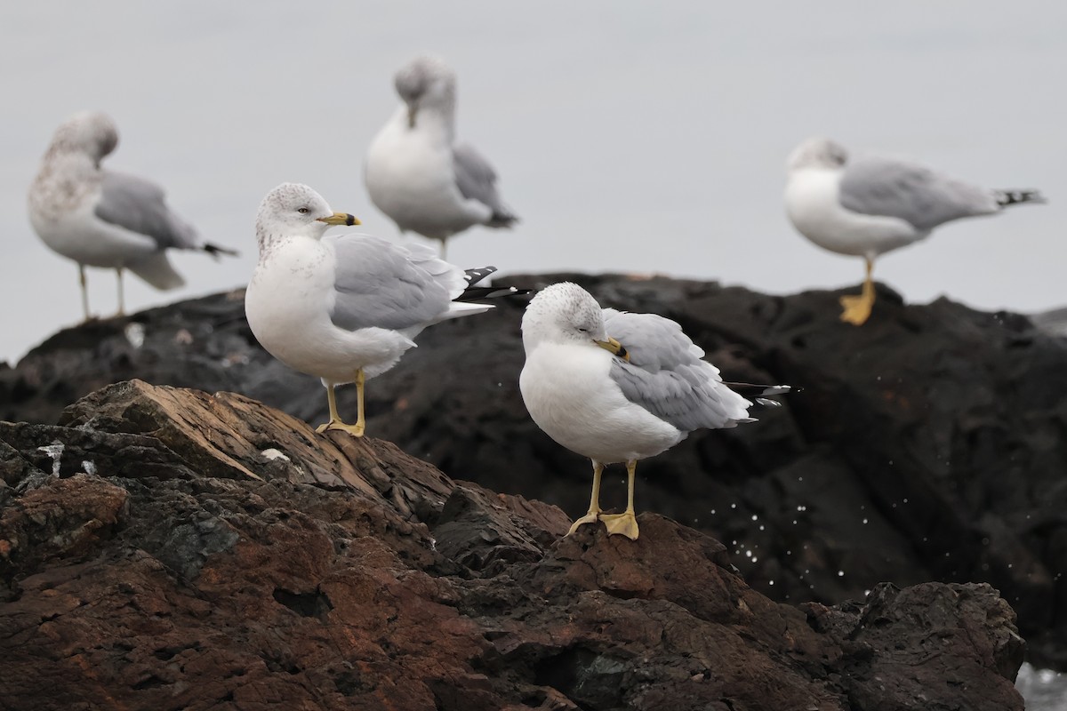 Gaviota de Delaware - ML645692685