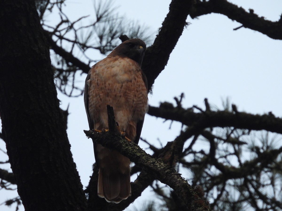 Busardo Pechirrojo - ML645692687