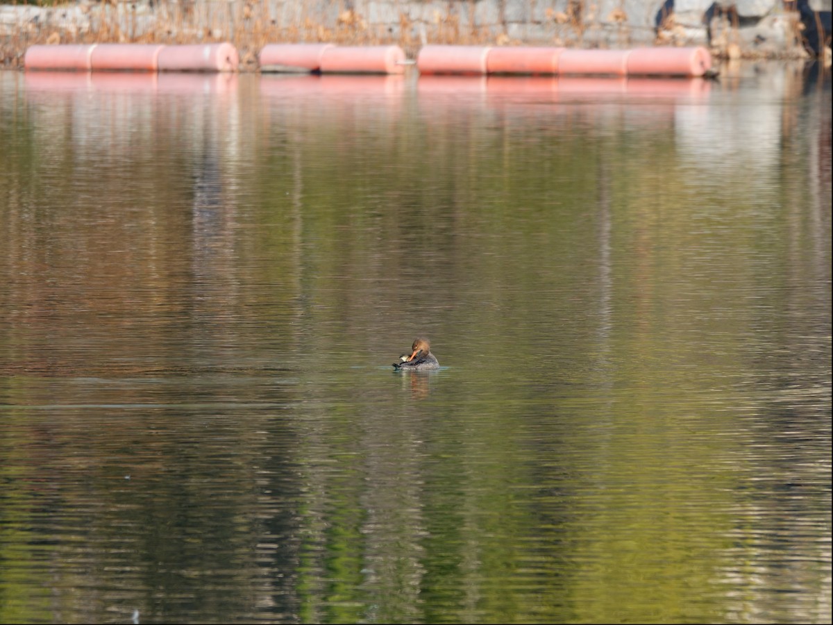 Serreta Mediana - ML645692689