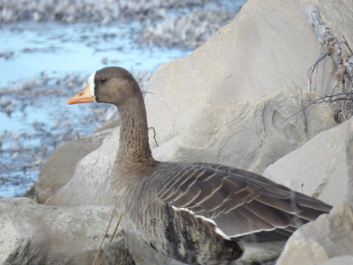 Ánsar Careto - ML645692694