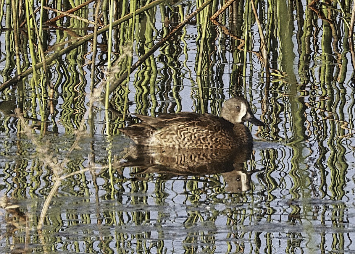 Cerceta Aliazul - ML645692696