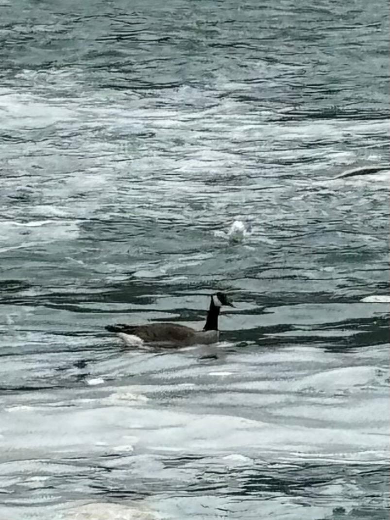 Barnacla Canadiense Grande - ML645692697