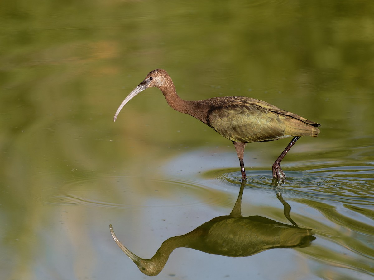 Morito Cariblanco - ML645692699