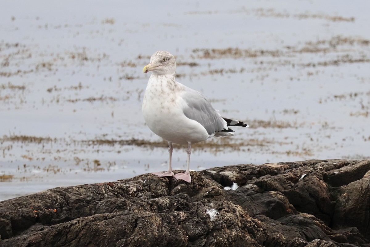 Gaviota Argéntea Americana - ML645692700