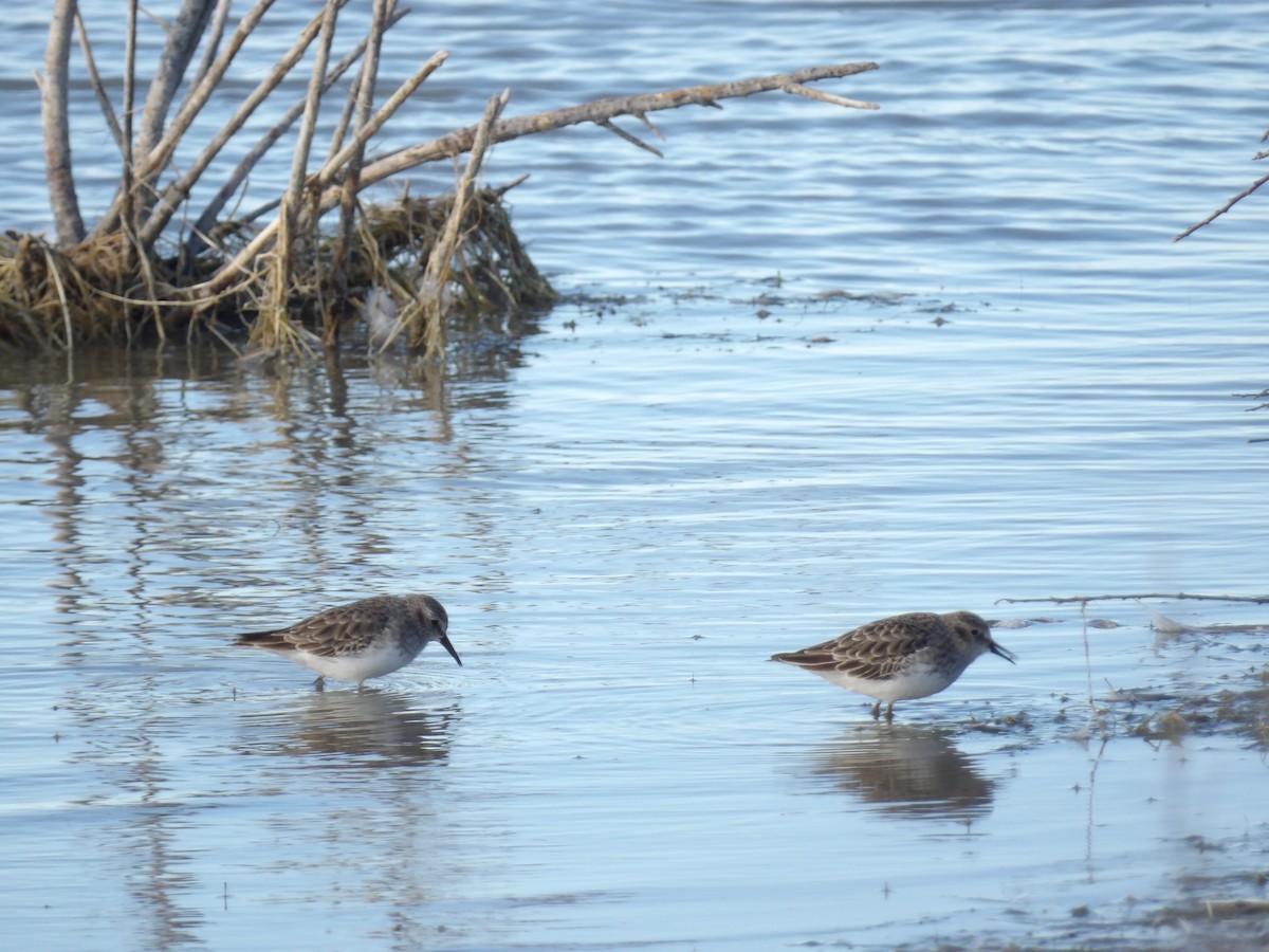 Correlimos Menudillo - ML645692703