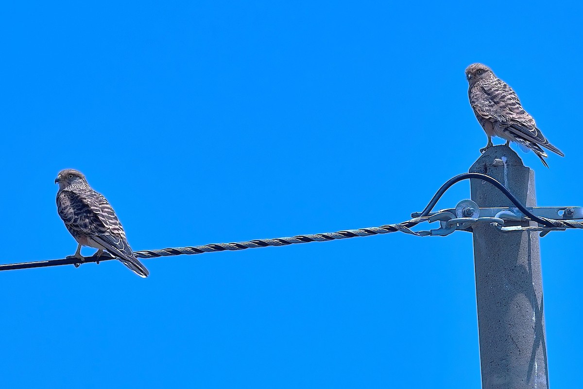 Cernícalo Ojiblanco - ML645692704