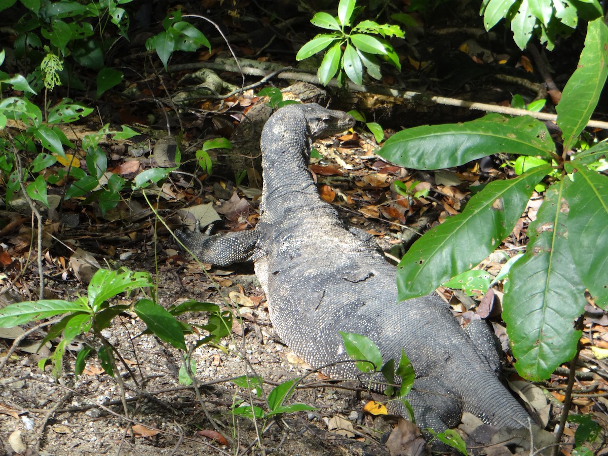 Southeast Asian Water Monitor - ML645692705