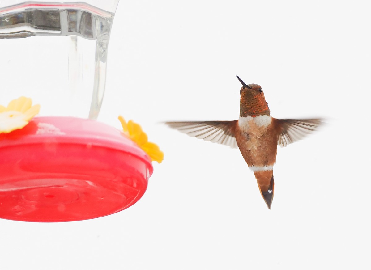 Colibrí Rufo - ML645692706