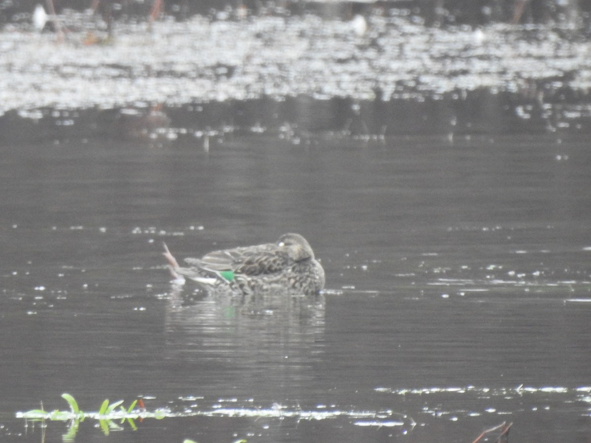 Cerceta Común - ML645692708