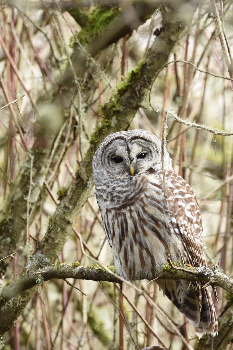 Cárabo Norteamericano - ML645692709
