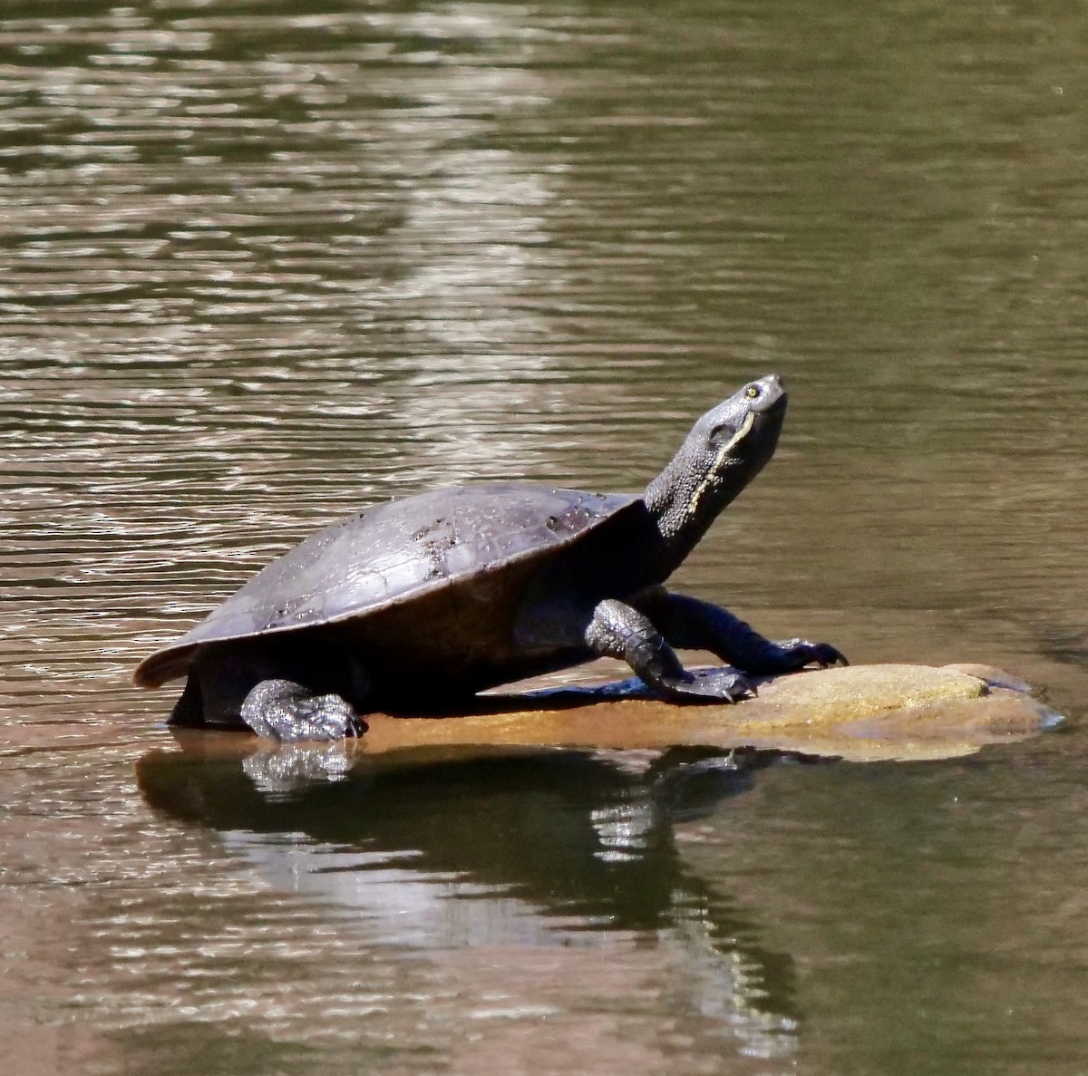 Reptiles - ML645692710