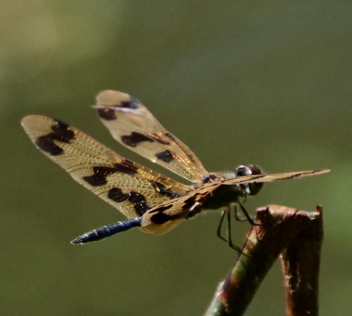 Graphic Flutterer - ML645692711