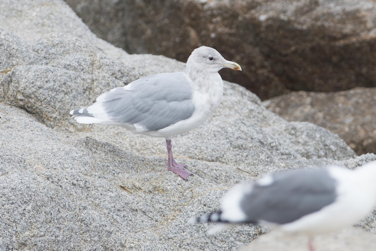 Gaviota de Bering - ML645692712