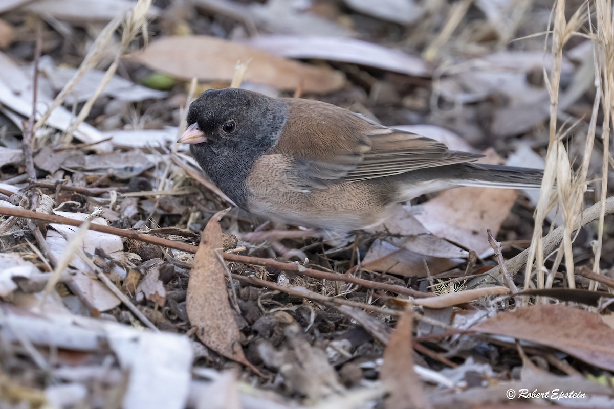Junco Ojioscuro (de Oregón) - ML645692713